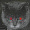oncle dom animation fantaisie lsd_cat.gif lsd_cat.gif