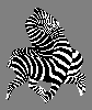 oncle dom animation fantaisie zebres.gif zebres.gif