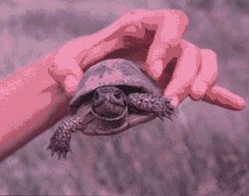 animations humoristiques animalières tortue1.gif