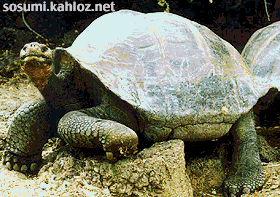 animations humoristiques animalières tortue2.gif