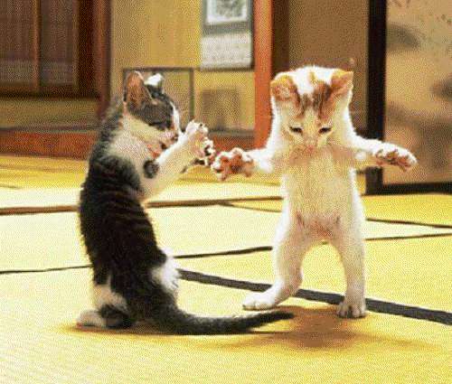 animations humoristiques animalires twist.gif