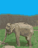 animations humoristiques animalières acrobate.gif animations humoristiques animalières acrobate.gif