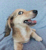animations humoristiques animalières cachette.gif animations humoristiques animalières cachette.gif