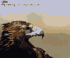 animations humoristiques animalières camoufle.gif animations humoristiques animalières camoufle.gif