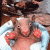 animations humoristiques animalières clone.gif animations humoristiques animalières clone.gif