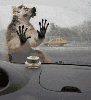 animations humoristiques animalières essuie.gif animations humoristiques animalières essuie.gif