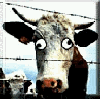animations humoristiques animalières folle.gif animations humoristiques animalières folle.gif