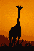 animations humoristiques animalières girafe.gif animations humoristiques animalières girafe.gif