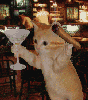animations humoristiques animalières joint.gif animations humoristiques animalières joint.gif
