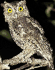 animations humoristiques animalières louche.gif animations humoristiques animalières louche.gif