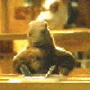 animations humoristiques animalières marmotte.gif animations humoristiques animalières marmotte.gif