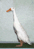 animations humoristiques animalières oie.gif animations humoristiques animalières oie.gif