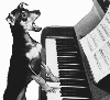 animations humoristiques animalières piano.gif animations humoristiques animalières piano.gif