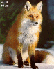 animations humoristiques animalières renard.gif animations humoristiques animalières renard.gif