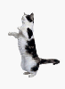 animations humoristiques animalières rock2.gif animations humoristiques animalières rock2.gif
