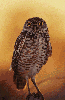 animations humoristiques animalières saint.gif animations humoristiques animalières saint.gif