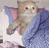 animations humoristiques animalières sommeil.gif animations humoristiques animalières sommeil.gif