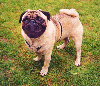 animations humoristiques animalières sourire.gif animations humoristiques animalières sourire.gif