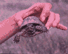 animations humoristiques animalières tortue1.gif animations humoristiques animalières tortue1.gif