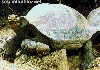 animations humoristiques animalières tortue2.gif animations humoristiques animalières tortue2.gif
