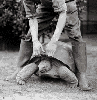 animations humoristiques animalières tortue3.gif animations humoristiques animalières tortue3.gif
