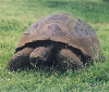 animations humoristiques animalières tortue4.gif animations humoristiques animalières tortue4.gif