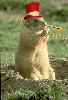animations humoristiques animalières trombone.gif animations humoristiques animalières trombone.gif