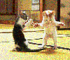 animations humoristiques animalières twist.gif animations humoristiques animalières twist.gif