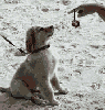 animations humoristiques animalières yoyo.gif animations humoristiques animalières yoyo.gif