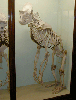 animations humoristiques fantaisie os1.gif animations humoristiques fantaisie os1.gif