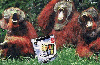 humour informatique monkeys.gif humour informatique monkeys.gif