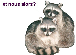 ratons laveurs