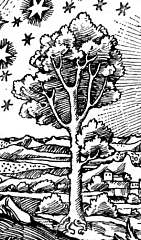 l'arbre de la gravure au pélerin arbre