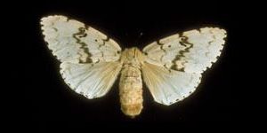 bombyx disparate ou zigzag bombyx