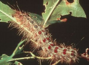 chenille du bombyx disparate chenille